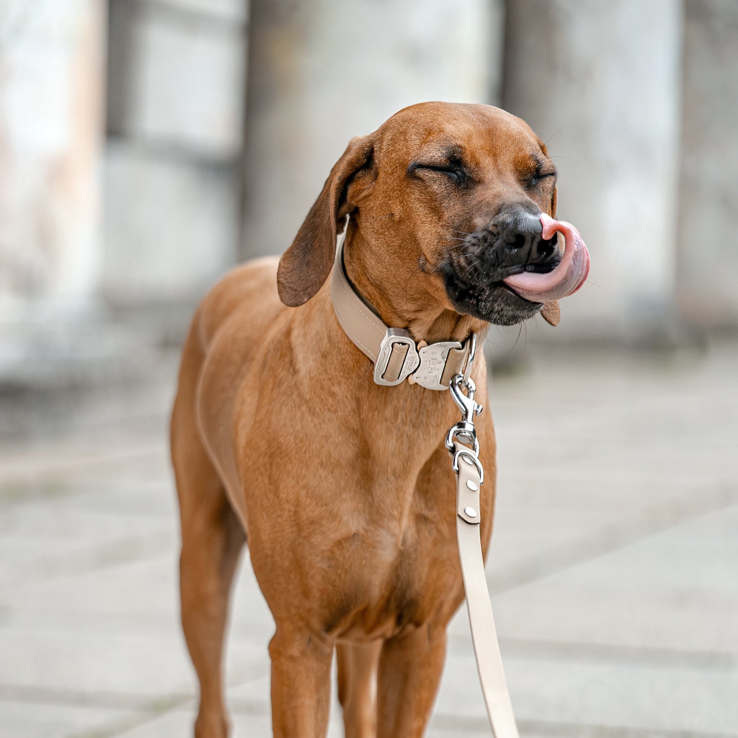 Collare SAFETY Eco - SIENA