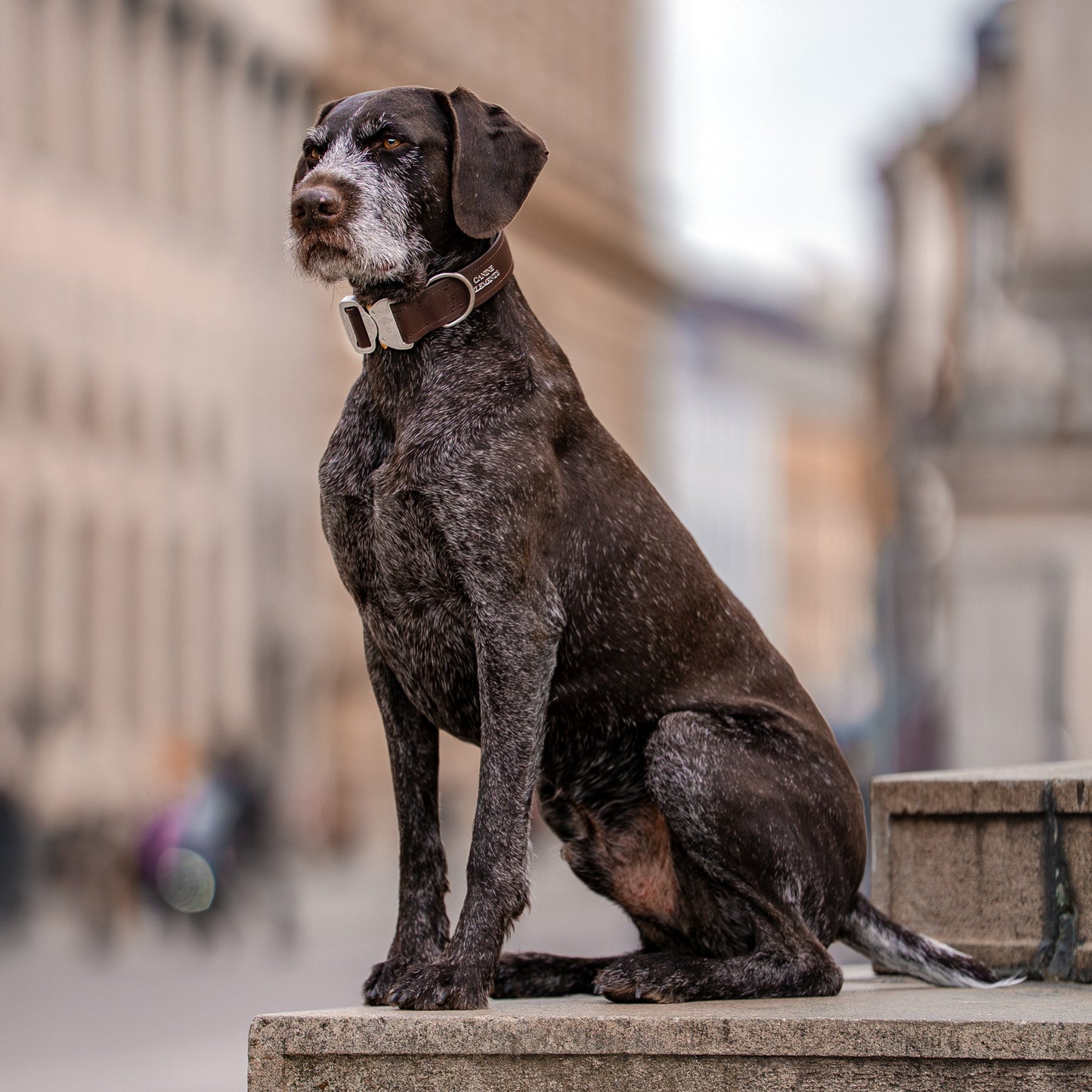 SAFETY Pro Collar - ROMA