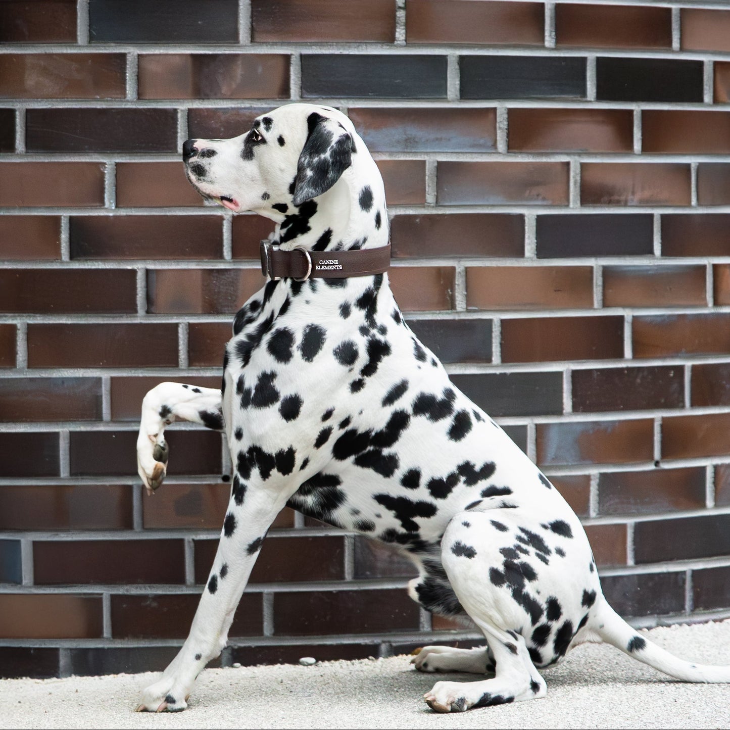 SAFETY Eco Halsband - ESPRESSO