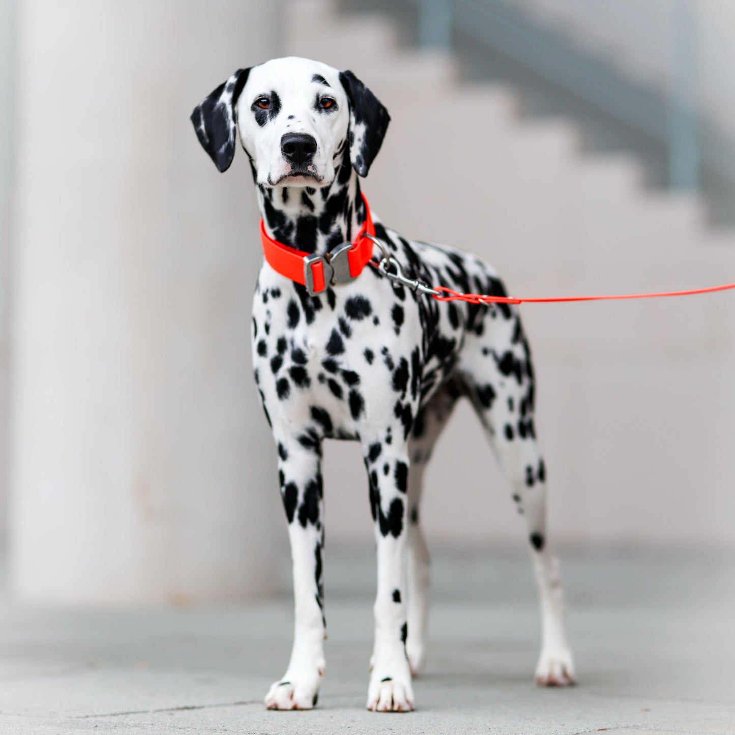 Pro Hundeleine - VOLTERRA