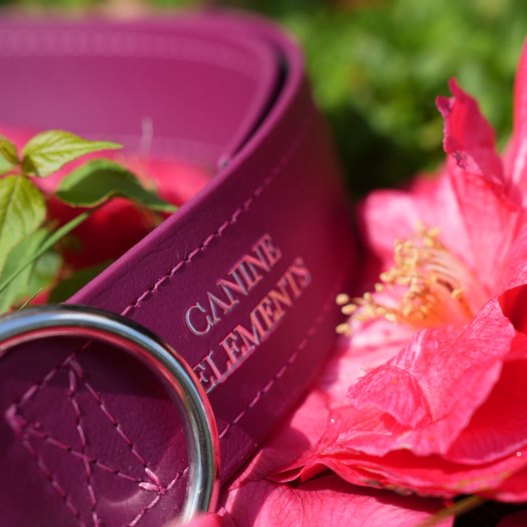 SAFETY Eco Halsband - DEVOTA (limited Edition)