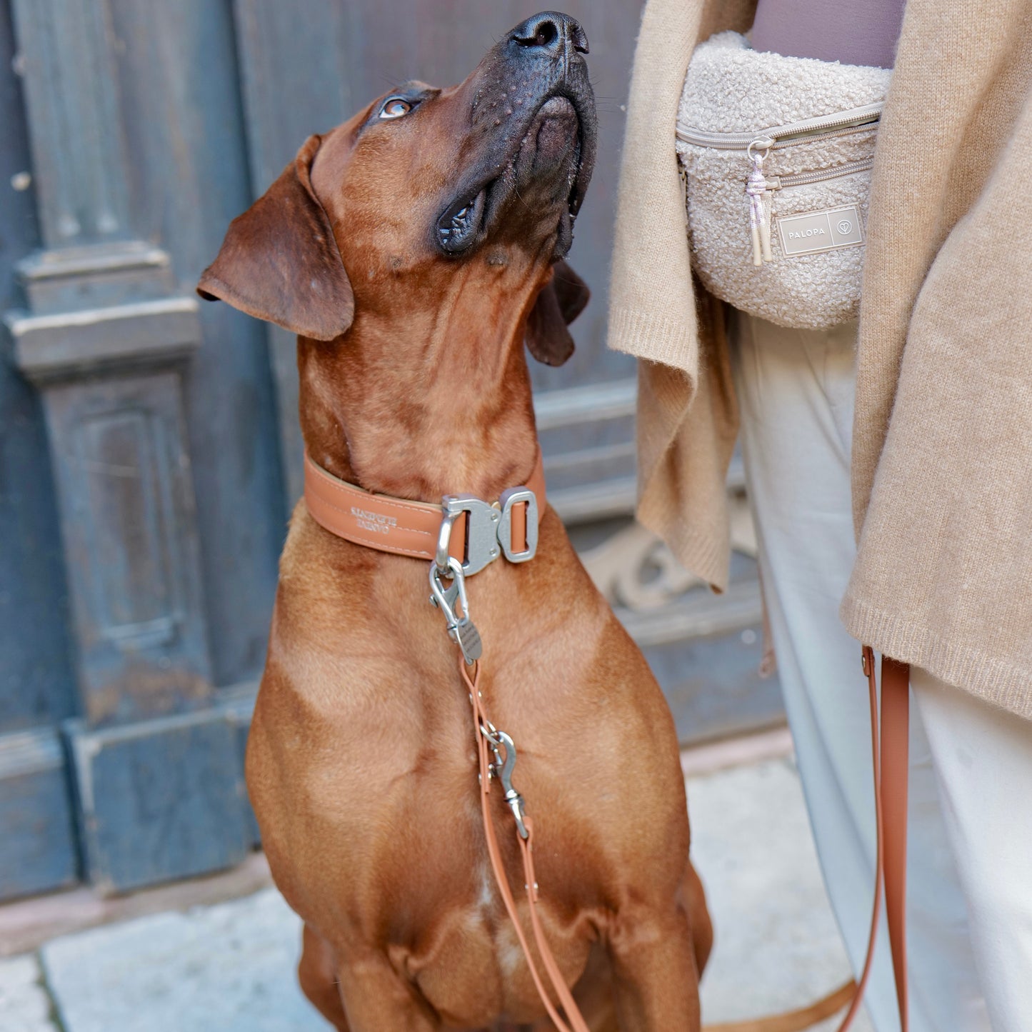 SAFETY Pro dog collar - PORTOFINO