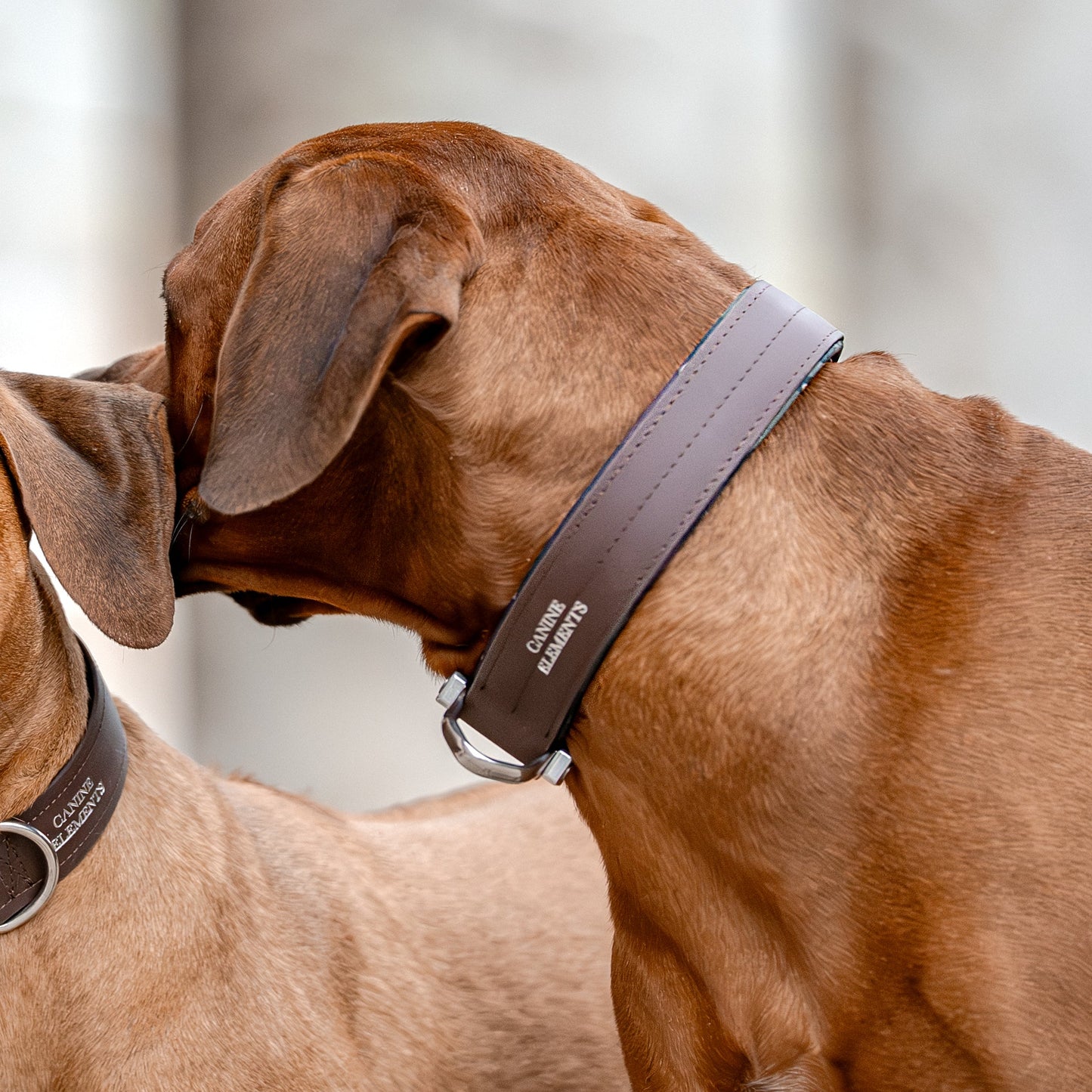 SAFETY Pro Halsband - ESPRESSO