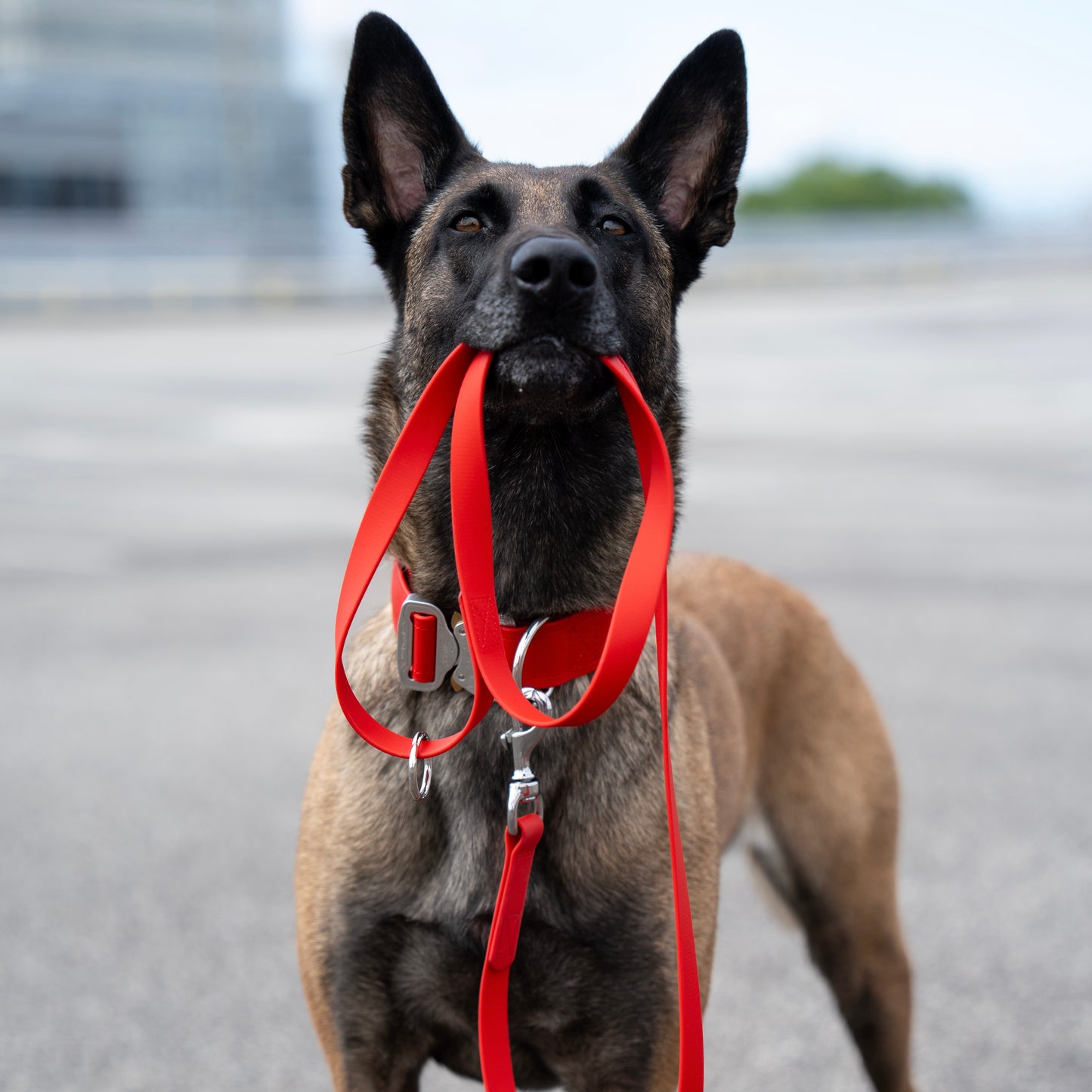 Guinzaglio ECO - SORRENTO