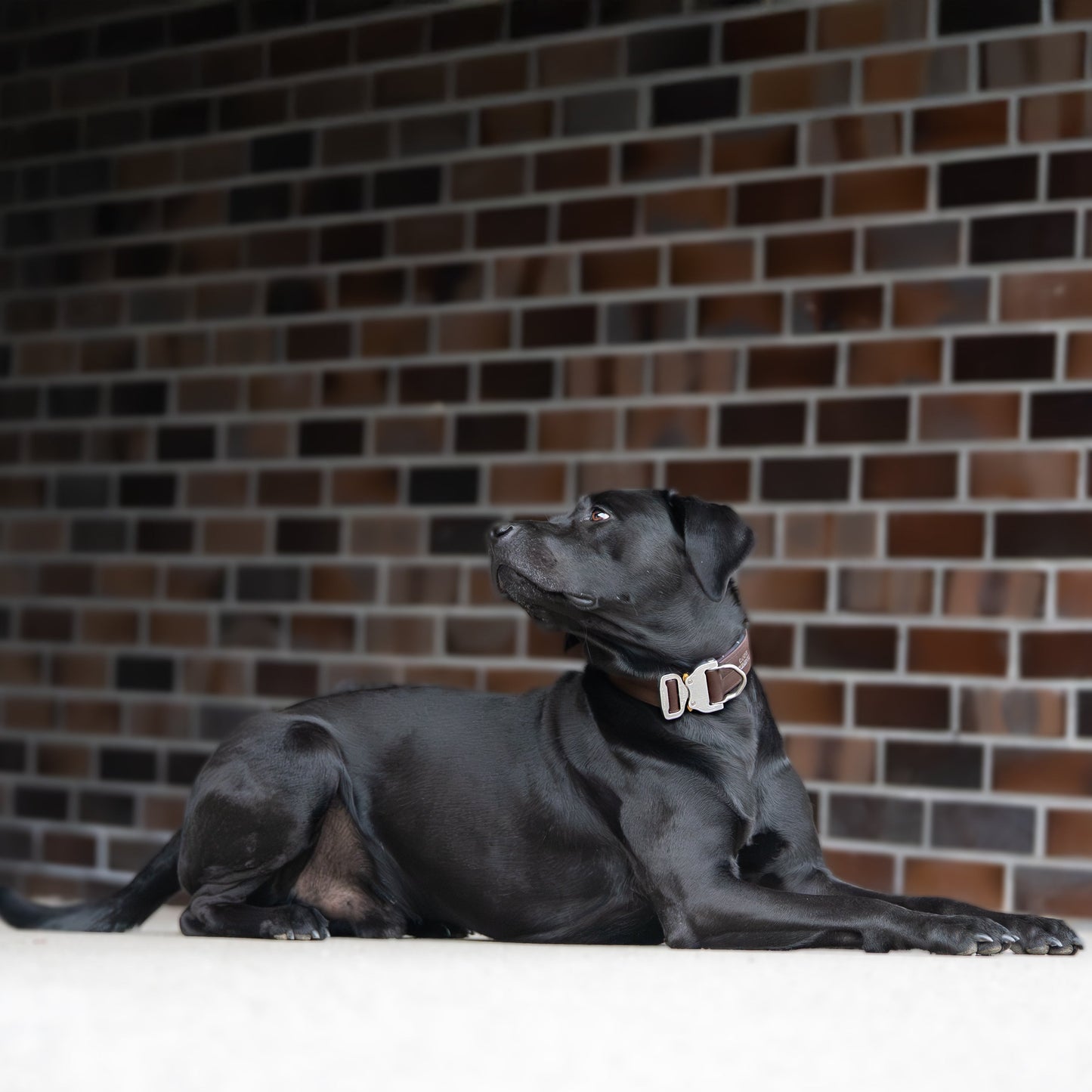 SAFETY Pro Halsband - ESPRESSO