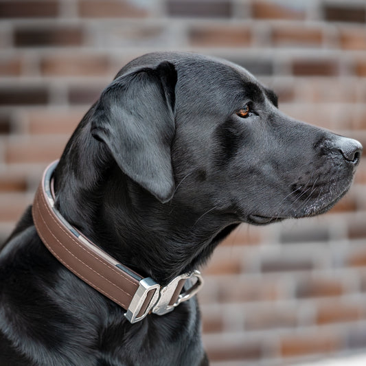 SAFETY Pro Halsband - ESPRESSO