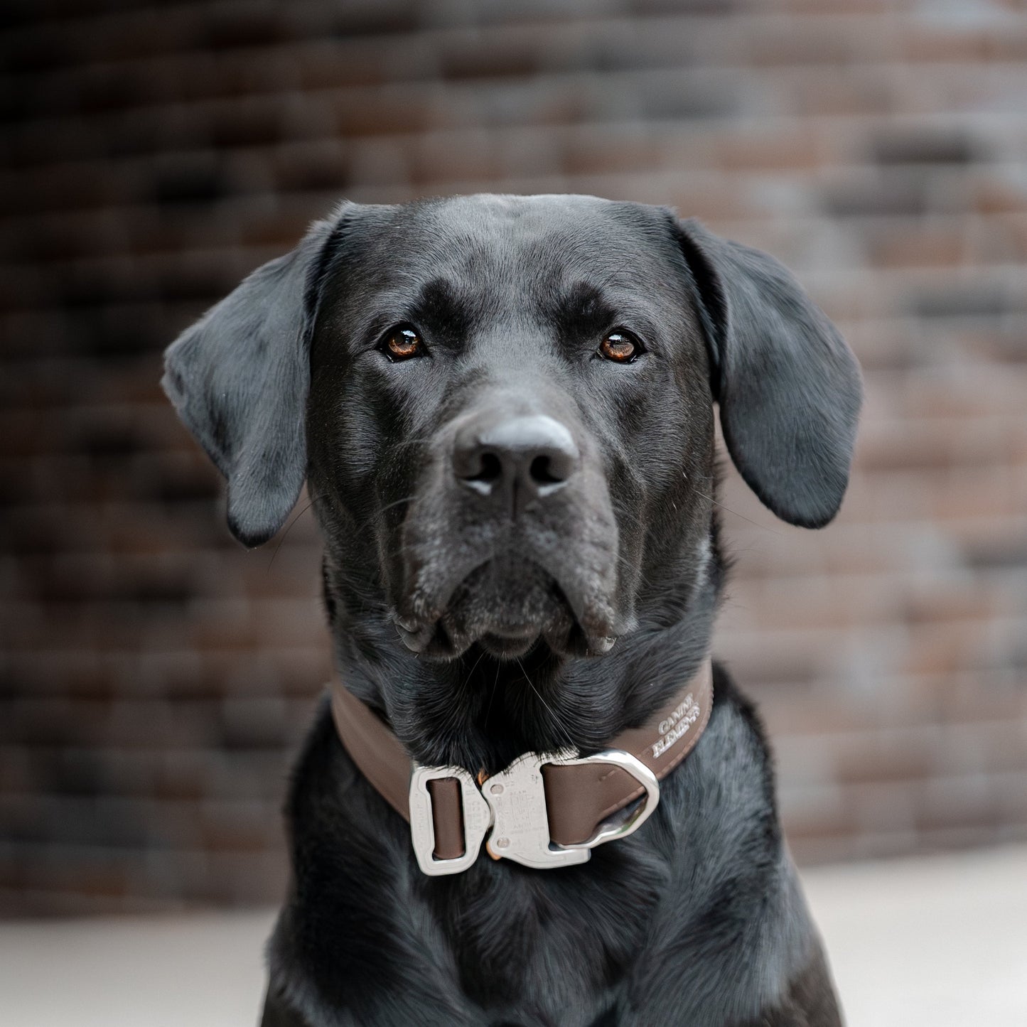 SAFETY Pro Halsband - ESPRESSO