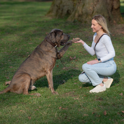 Pro Hundeleine - ESPRESSO