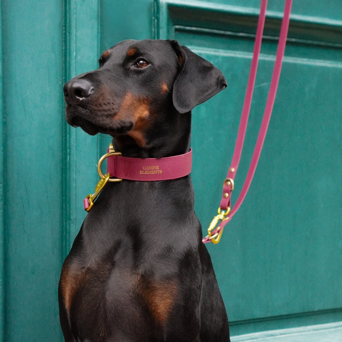 SAFETY Eco Dog Collar - SIENA