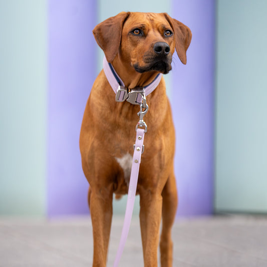SAFETY Pro dog collar - PORTOFINO