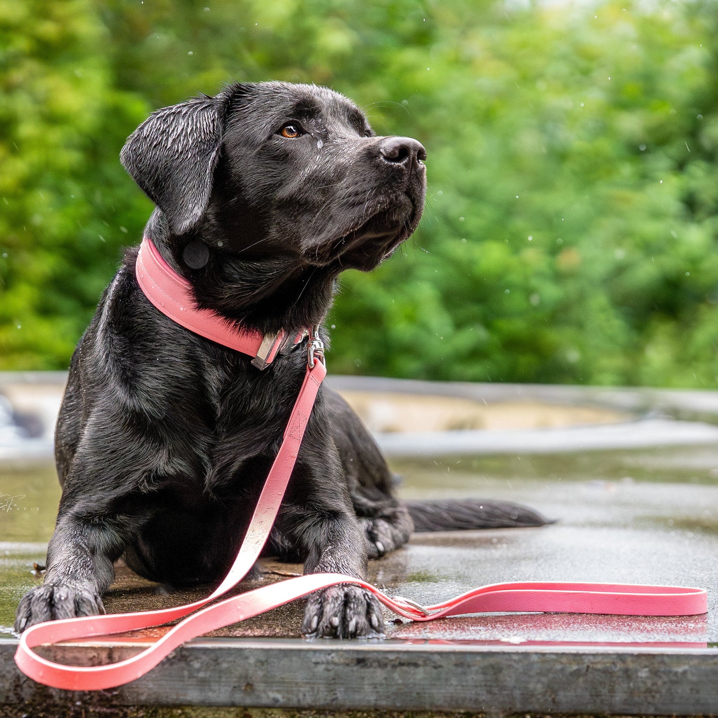 Guinzaglio ECO - SORRENTO