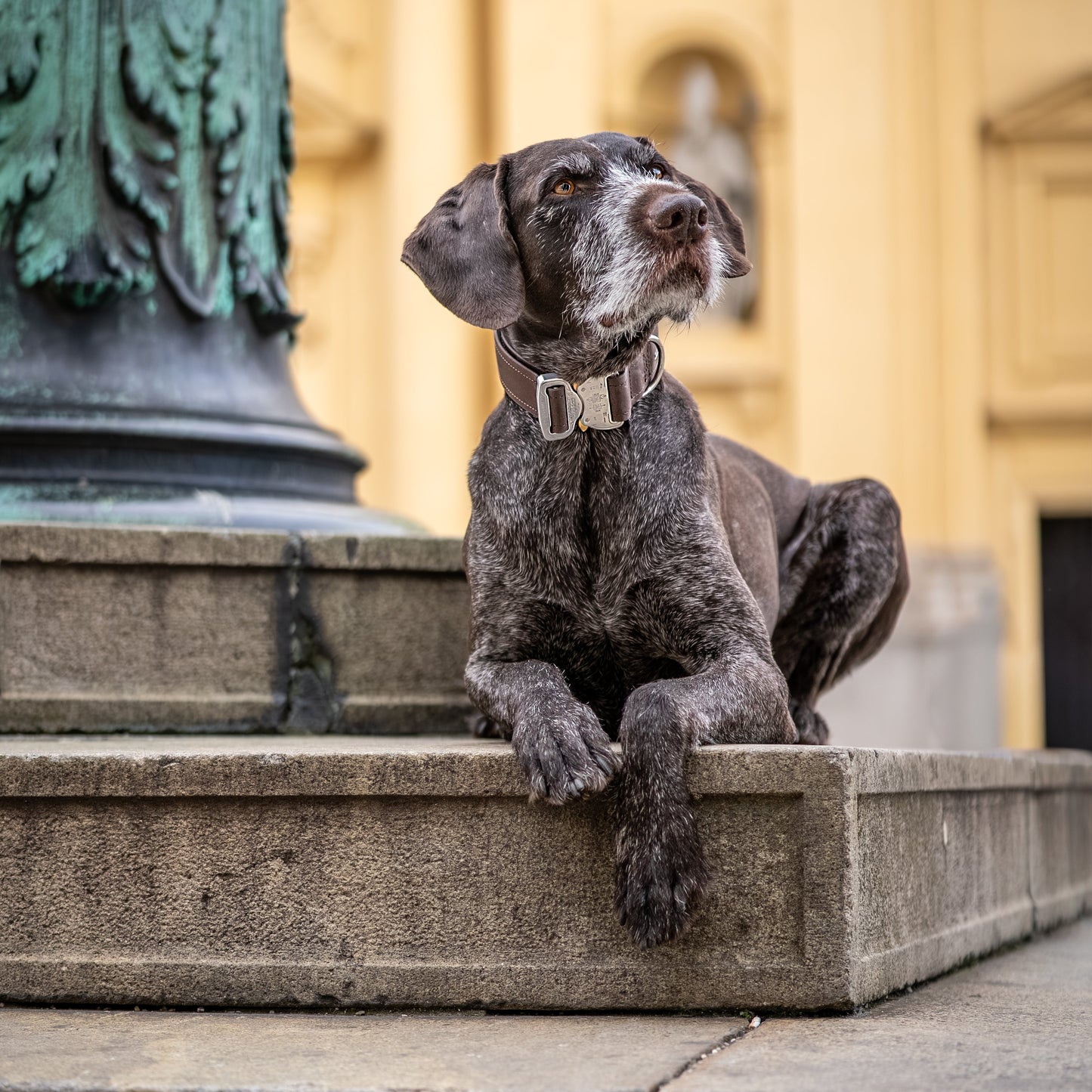 SAFETY Eco Halsband - ESPRESSO