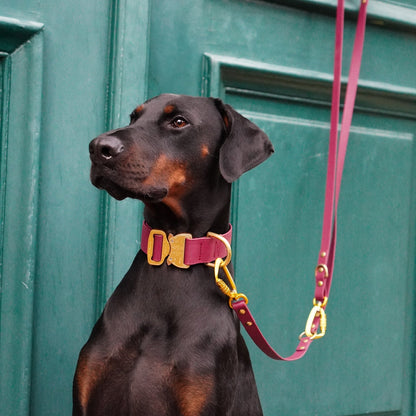 SAFETY Eco Dog Collar - SIENA