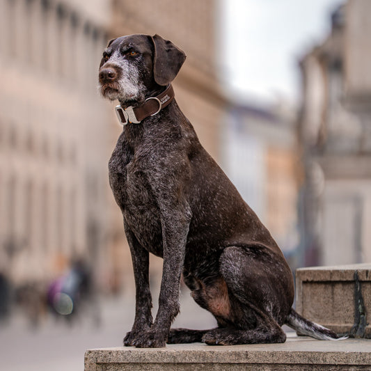 SAFETY Eco Halsband - ESPRESSO