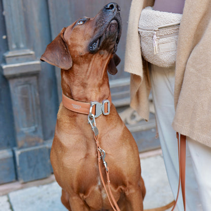 SAFETY Pro dog collar - PORTOFINO