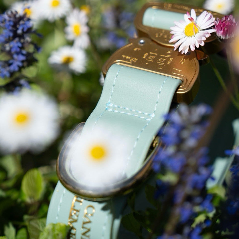 SAFETY Eco Halsband - SALVIA (limited Edition)