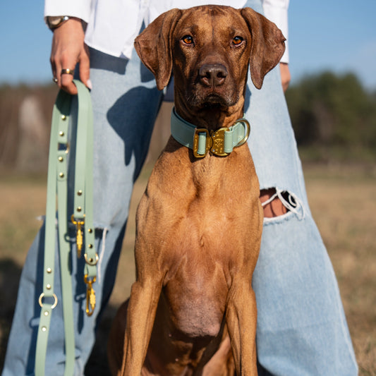 PRO dog leash - MONZA
