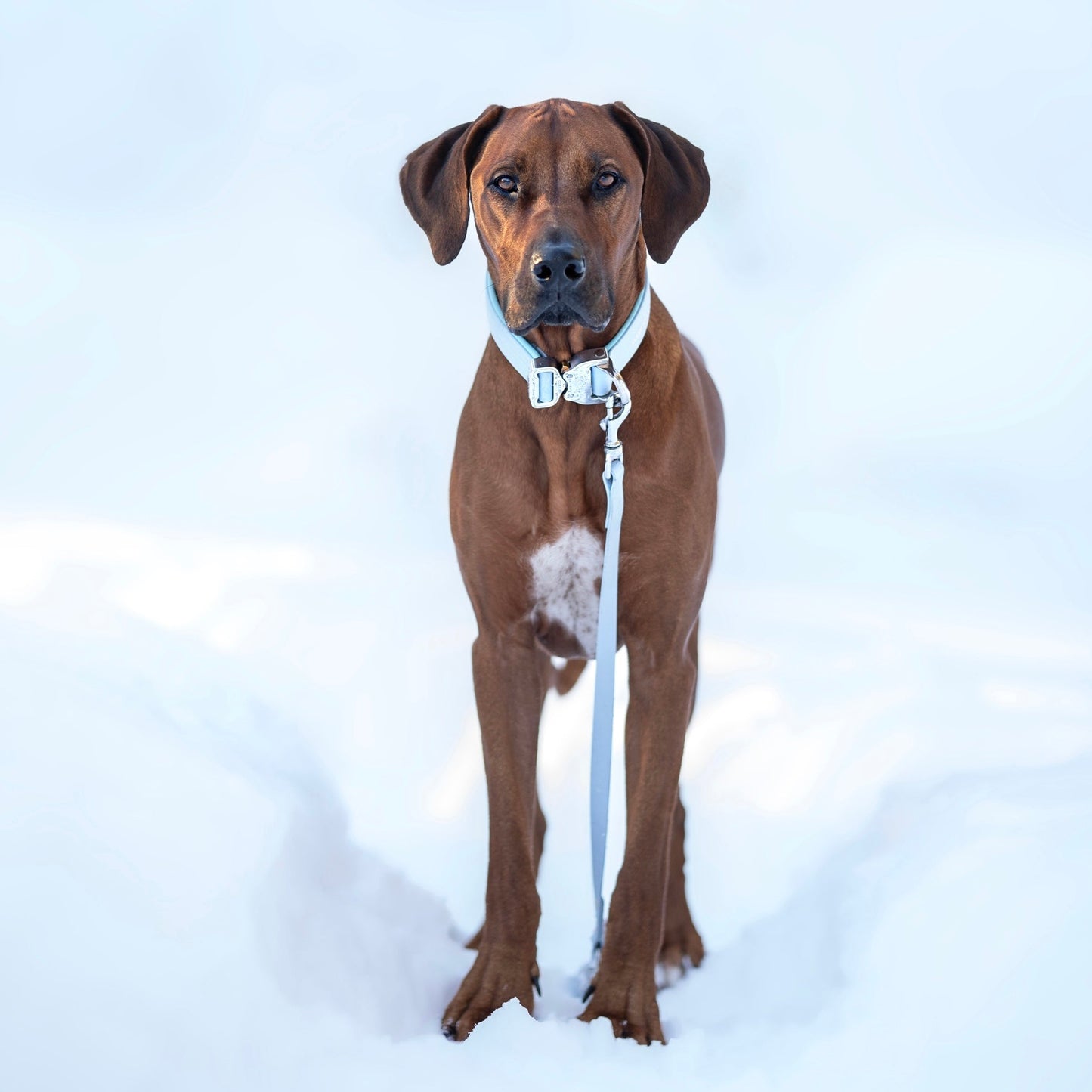 Guinzaglio ECO - SORRENTO