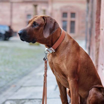 SAFETY Pro dog collar - PORTOFINO