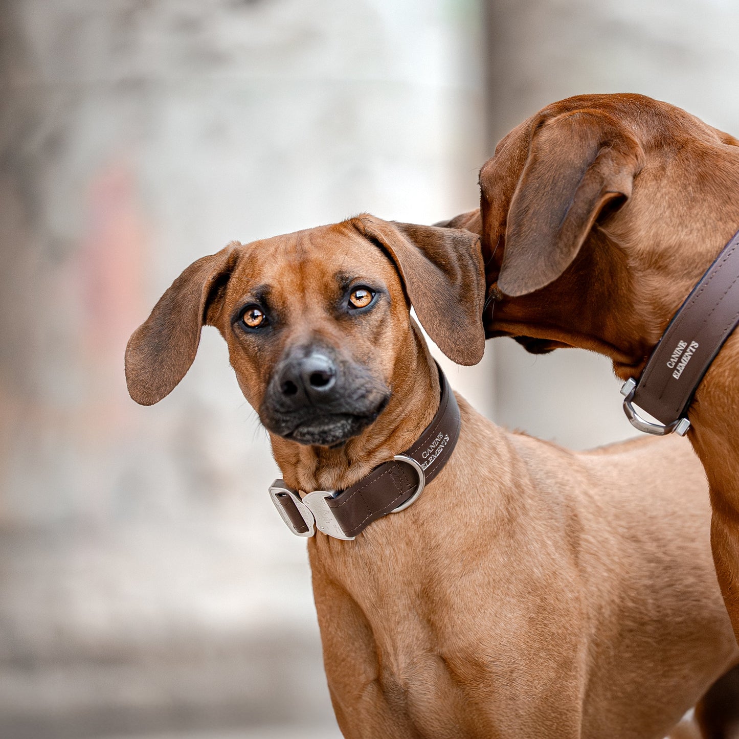 SAFETY Eco Halsband - ESPRESSO