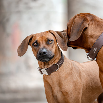 SAFETY Eco Halsband - ESPRESSO