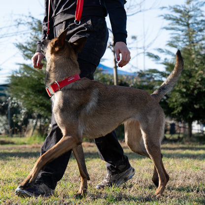 SAFETY Eco Dog Collar - VOLTERRA 