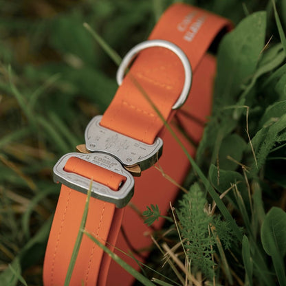 SAFETY Eco Hundehalsband - TORINO x die.ridgeback.dame (limited edition)